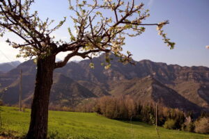 Pomaro-