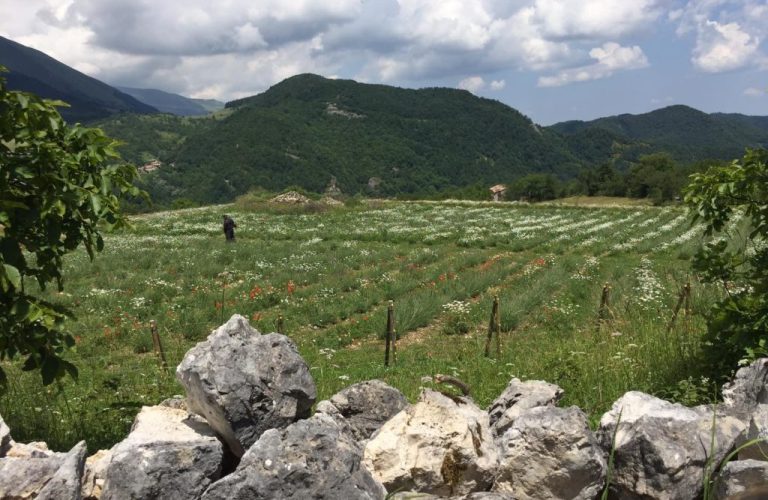 lavanda-campo-1024x768